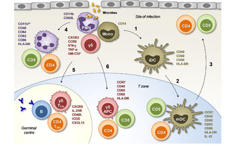 Bridging Innate And Adaptive Immunity As A Result Of Anti Microbial Download Scientific Diagram