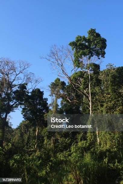 Pemandangan Hutan Tropis Di Taman Nasional Corcovado Foto Stok - Unduh ...