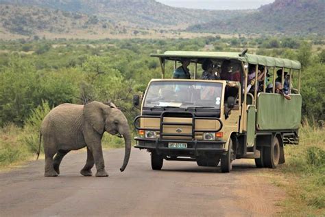 Excursions dune journée de Parc national de Pilanesberg GetYourGuide