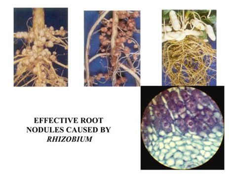 Biofertilizers And Biopesticides Ppt