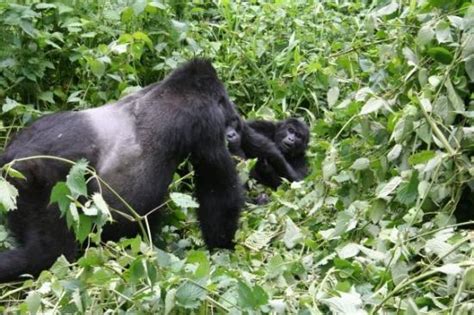 Day Bwindi Gorilla Fly In Safari Fly In Gorilla Trekking