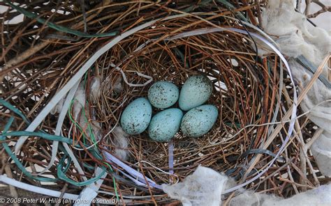 Crow House (Corvus splendens) eggs laid - India - World Bird Photos ...