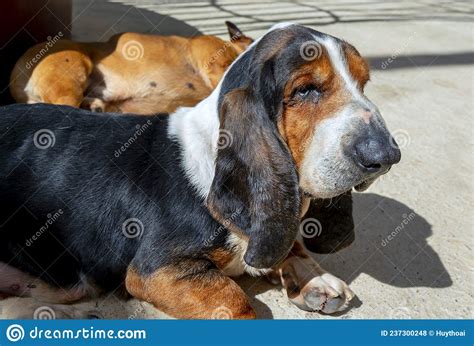 Das Basset Im Haustier Stockfoto Bild Von Gesicht Hunde 237300248