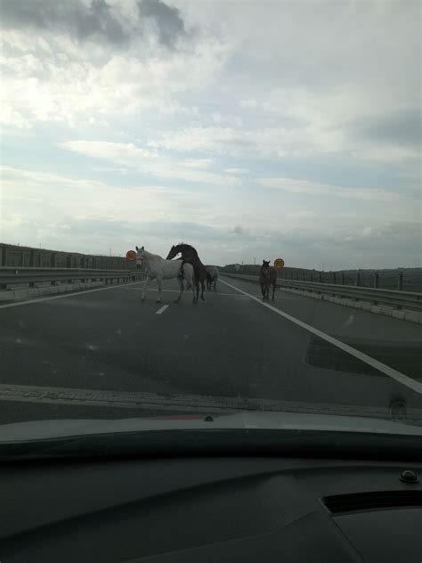 Cai pe Autostrada Transilvania pe sensul Turda Gilău La un caz de