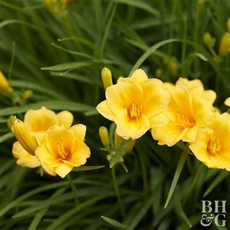 Long Blooming Perennials To Fill Your Garden With Color Long