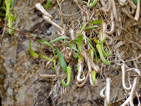 Pitcher Plants Nepenthes Albomarginata Hanging From Clif Flickr