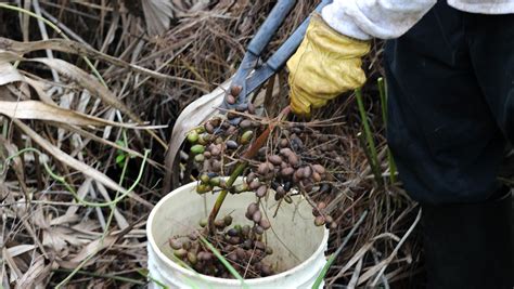 4 accused of unlawfully harvesting saw palmetto berries in Volusia, Flagler