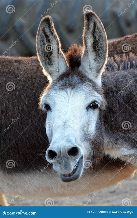 Funny Donkey Face Stock Photo Image Of Ears Expressive 123559880