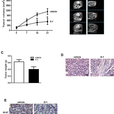 G Treatment Induces Apoptosis In H R Cells A Cells Were Left