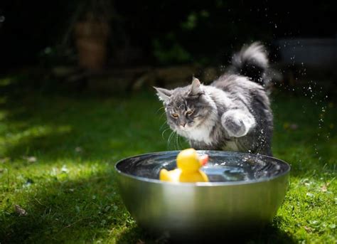 Why Your Maine Coon Not Like Water: Five Causes - MaineCoon.org