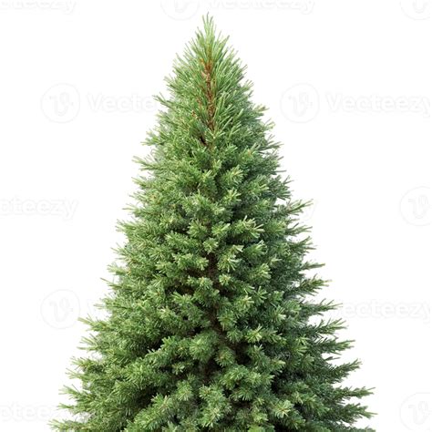 Spruce Tree conical evergreen tree with dense dark green needles and