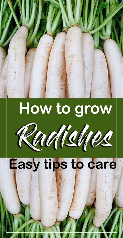 How To Grow Radishes In A Pot At David Wetzel Blog