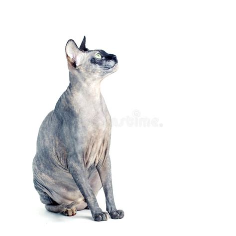 Black Or Blue Canadian Sphynx Cat With Green Eyes Eating Dry Cat Food