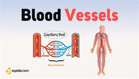 Blood Vessels - Introduction