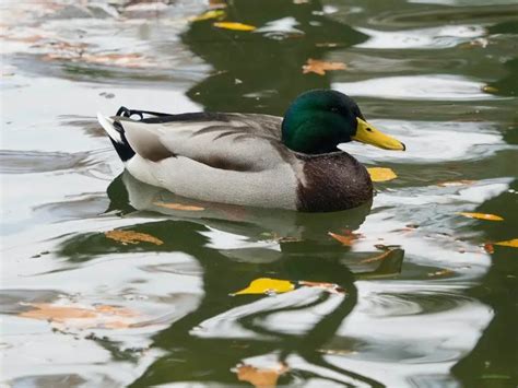 Duck Poop Black (3 Reasons Why + What To Do) – Critter clean out