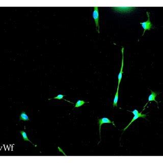 Morphology And Immunofluorescence In RCECs RCECs From Rat Retinal