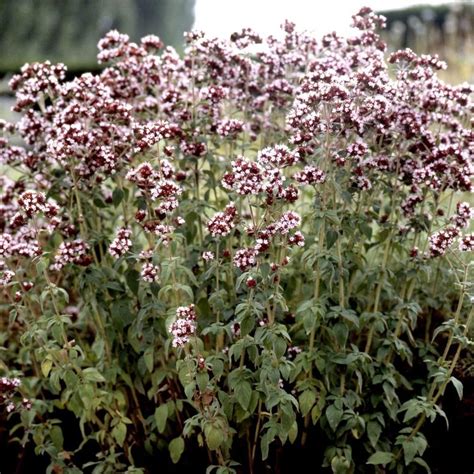 Origanum Majorana Marjolaine