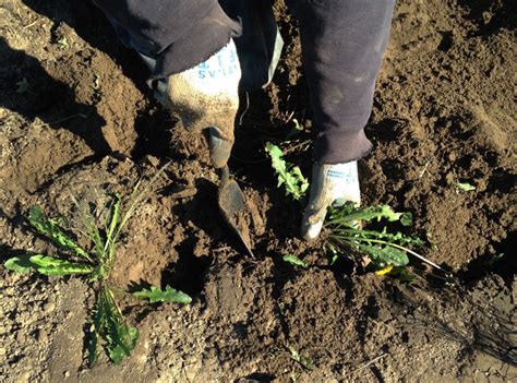 root medicine  herbalists guide  digging roots urban moonshine