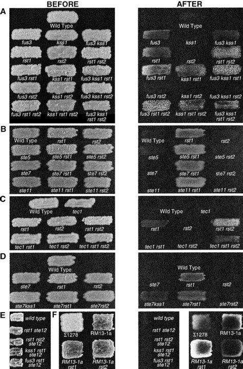 Invasive Phenotypes Of Combinatorial Deletion Strains Patches Of The