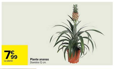 Promo Plante Ananas Chez Carrefour ICatalogue Fr