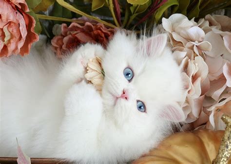 White Persian Kittens | White Persian Cats | White Kittens