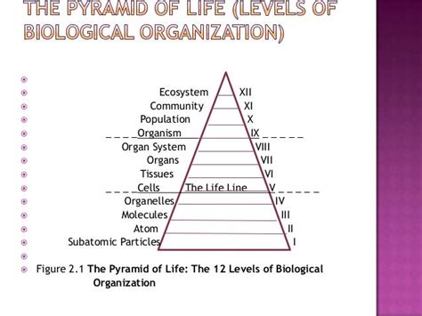 Organization Of Communities And Ecosystem