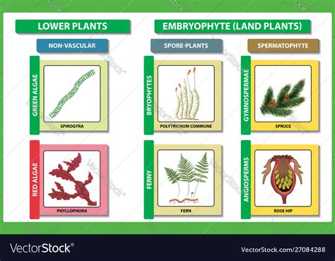 Plant classification Royalty Free Vector Image