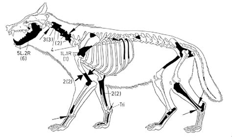 Wolf Skeleton Diagram