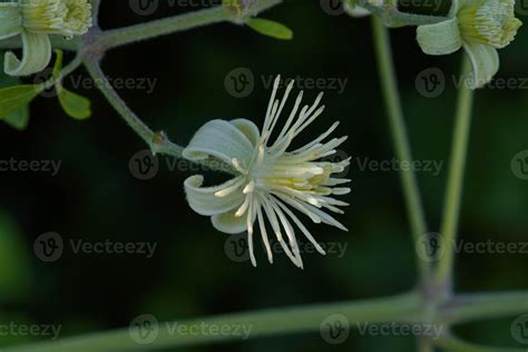 Old man's beard flower 49941338 Stock Photo at Vecteezy