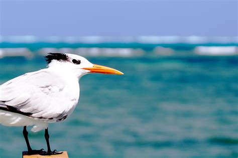 White Seagull · Free Stock Photo