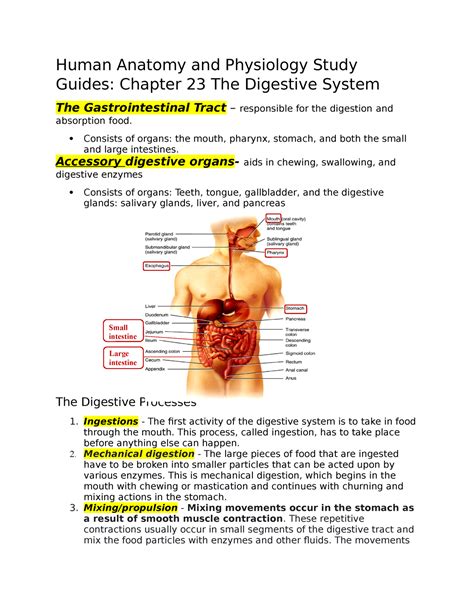 Unlocking The Secrets Of 23 20 Anatomy And Physiology 2 A Comprehensive Guide