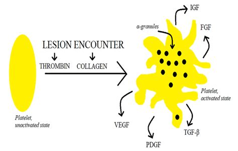 The Platelet Activation Mechanism When The Platelets Are Activated