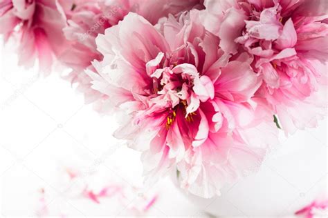 Pink Peonies In Vase — Stock Photo © Oksixx 31854461