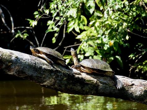 Tortuguero por libre Cómo visitar Tortuguero en Costa Rica