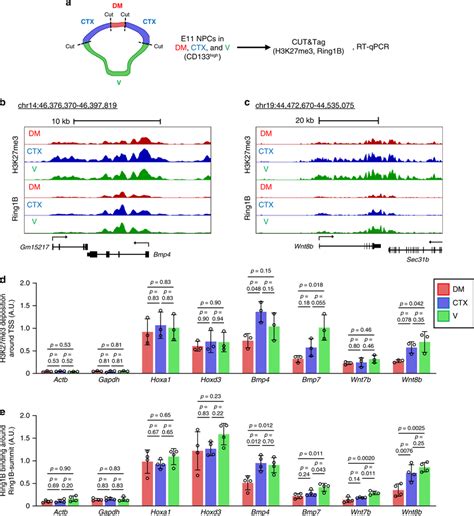 Telencephalic Region Specific H3K27me3 Deposition And Ring1B Binding At