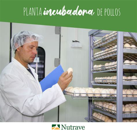 Nutrave On Twitter Nuestra Planta Incubadora De Pollos Situada En