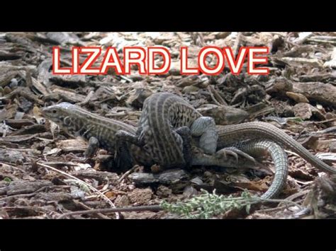 Parthenogenesis Whiptail Lizard