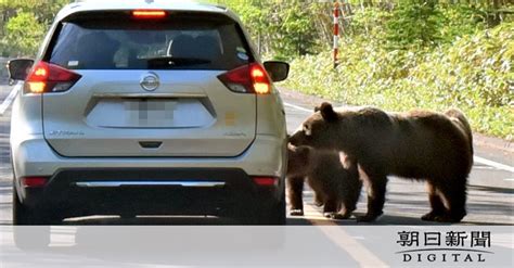 ヒグマは立ち上がり、車にかぶりついた 人恐れない知床のクマたち 北海道 ：朝日新聞デジタル