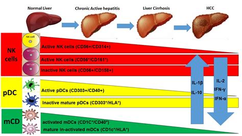 Immunological Changes Associated With Hepatocellular Carcinoma