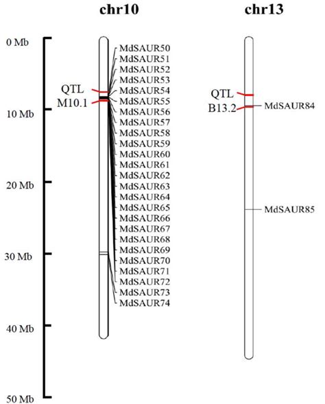 A Co Localization Analysis Of Saur Genes With Root Growth Angle Rga Download Scientific