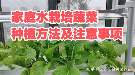 家庭水栽培蔬菜种植方法及注意事项 知乎