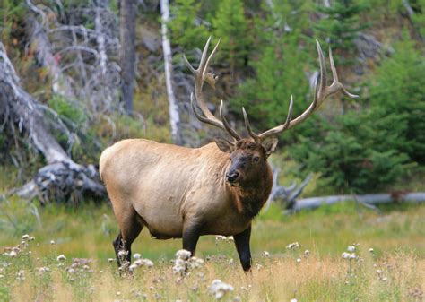 Elk Animal Simulator Wiki Fandom