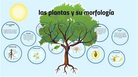 Las Plantas Y Su Morfologia By Dana Gomez On Prezi