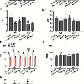 Testosterone Ameliorated Vascular Fibrosis In Aging Related Arterial