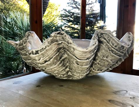 Xl Soft Grey Giant Clam Shell Sculpture Art Ornament Bowl Etsy