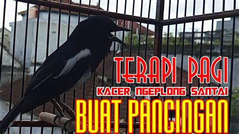 TERAPI KACER NGEPLONG SANTAI DI PAGI HARI MEMANGGIL LAWAN LEKAS NYAUT