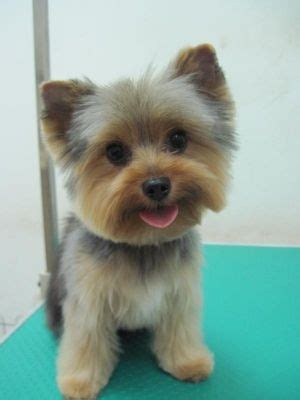 17 Best images about Dog Grooming: Cute Teddy Bear Heads on Pinterest ...