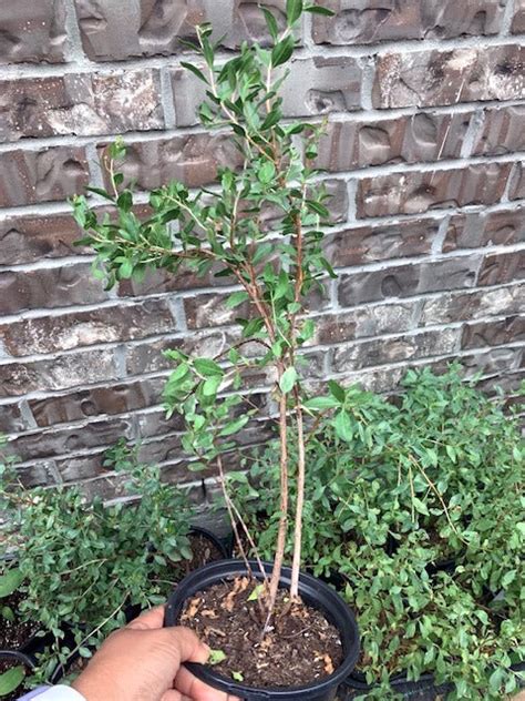 Henna Lawsonia Inermismehndi Live Plants In 1 Gallon Pot Well Roote