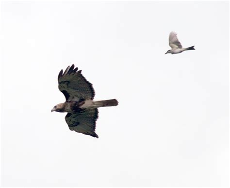 Puerto Rico Wildlife: Alfredo Colón | Red-tailed Hawk, Guaraguao