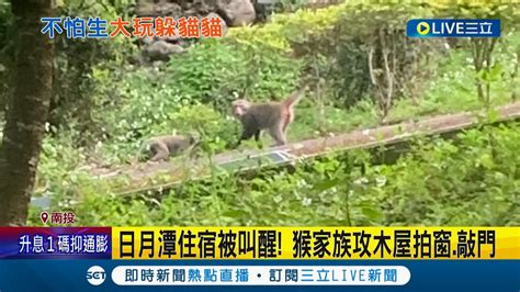 猴~ 被你嚇醒了啦 遊客入住日月潭小木屋竟遇到猴子家族侵門踏戶 拍窗敲門樣樣來 有時候還會跳到小木屋屋頂│記者 吳崑榆 陳逸潔